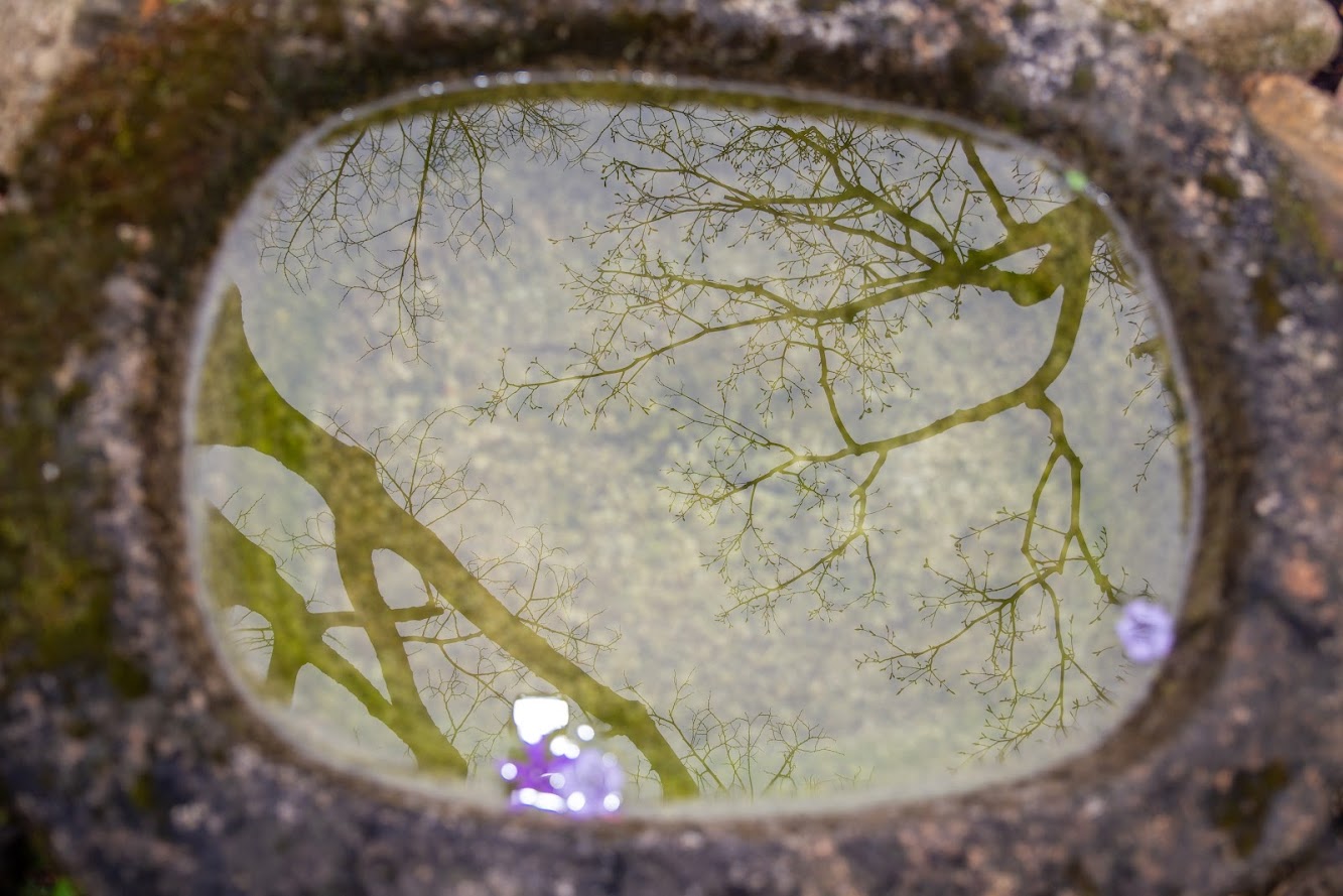 가랑비 내리는 화담숲