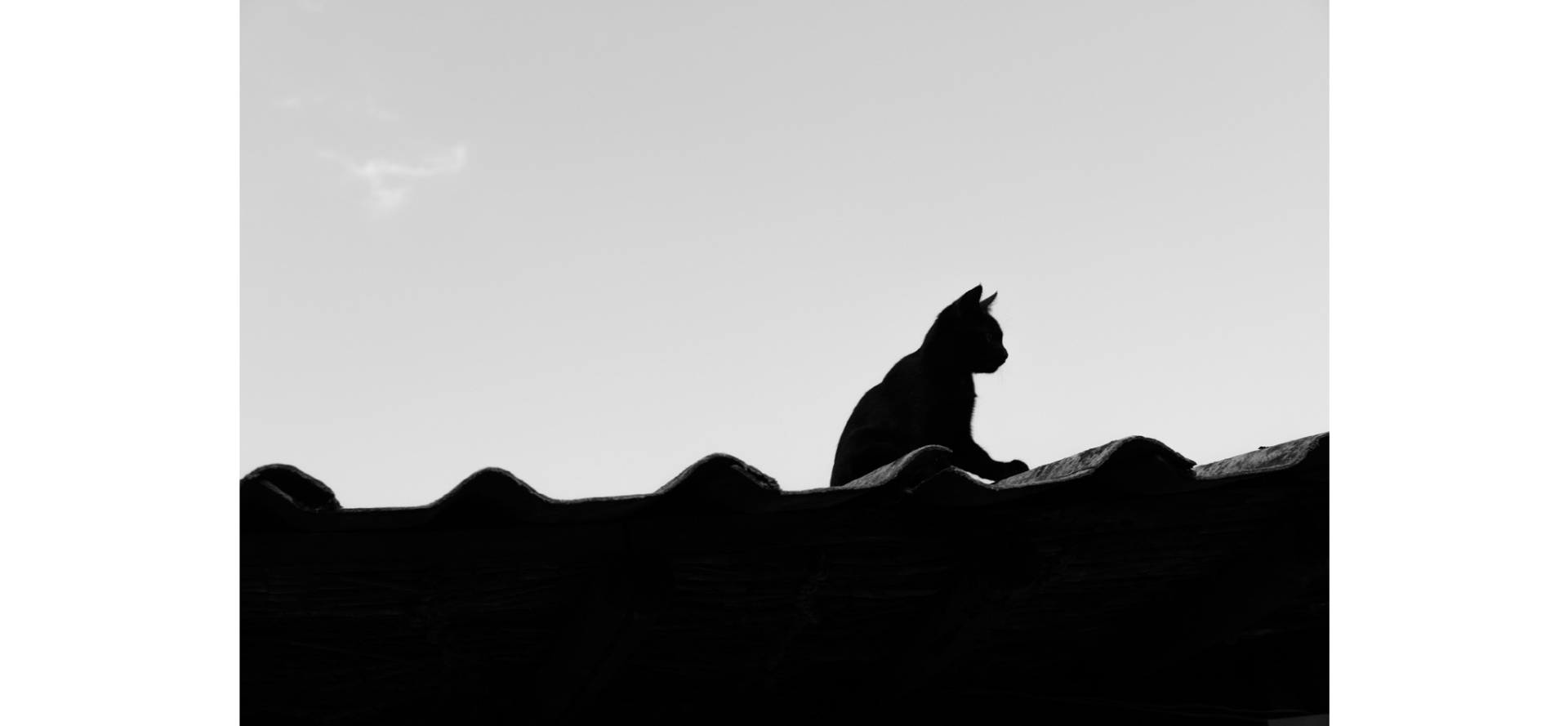 학고재. 노순택. 검은 깃털 (2022.6.22 ~ 7.17)